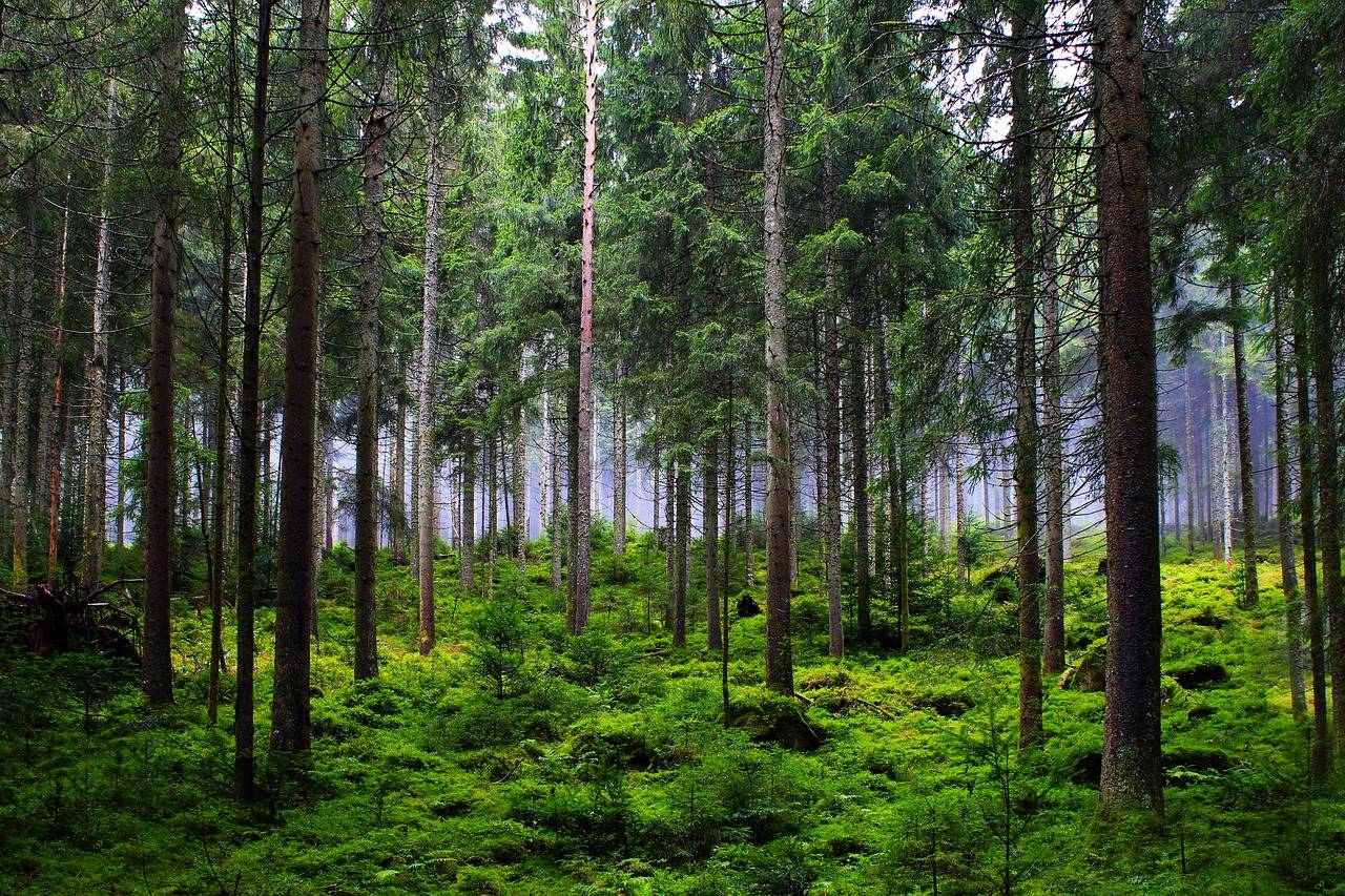 Investur dans une forêt pour obtenir une réduction d'impôts